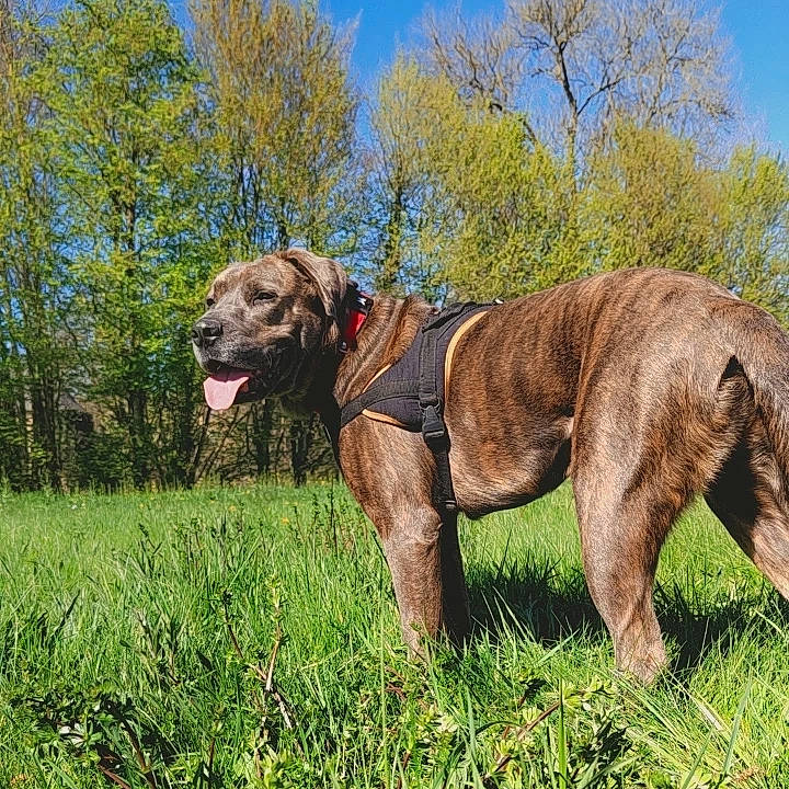 Patate participe au concours pour gagner de l'argent avec cette photo : canidae, carnivore, collar, companion_dog, dog, dog_breed, dog_collar, fawn, grass, grassland, liver, plant, prairie, sky, snout, sporting_group, tail, terrestrial_animal, tree, working_animal