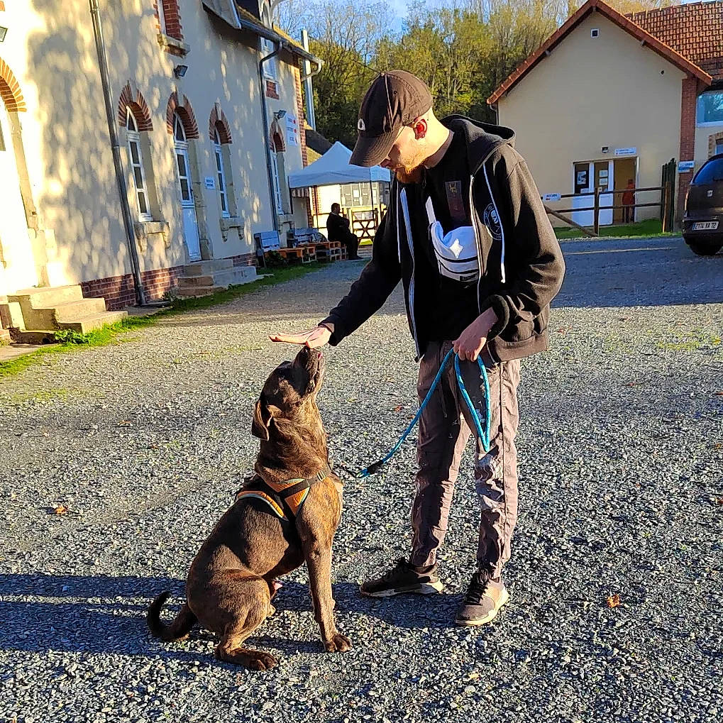 Patate participe au concours pour gagner de l'argent avec cette photo : asphalt, boot, canidae, carnivore, companion_dog, dog, dog_breed, fawn, grass, leash, plant, road, road_surface, sky, snout, sporting_group, street, tire, tree, window
