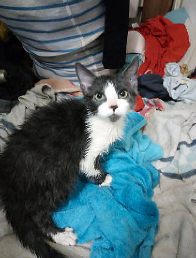 Speed participe au concours pour gagner de l'argent avec cette photo : carnivore, cat, domestic_long_haired_cat, domestic_short_haired_cat, european_shorthair, felidae, german_rex, kitten, mammal, norwegian_forest_cat, ojos_azules, polydactyl_cat, small_to_medium_sized_cats, vertebrate, whiskers