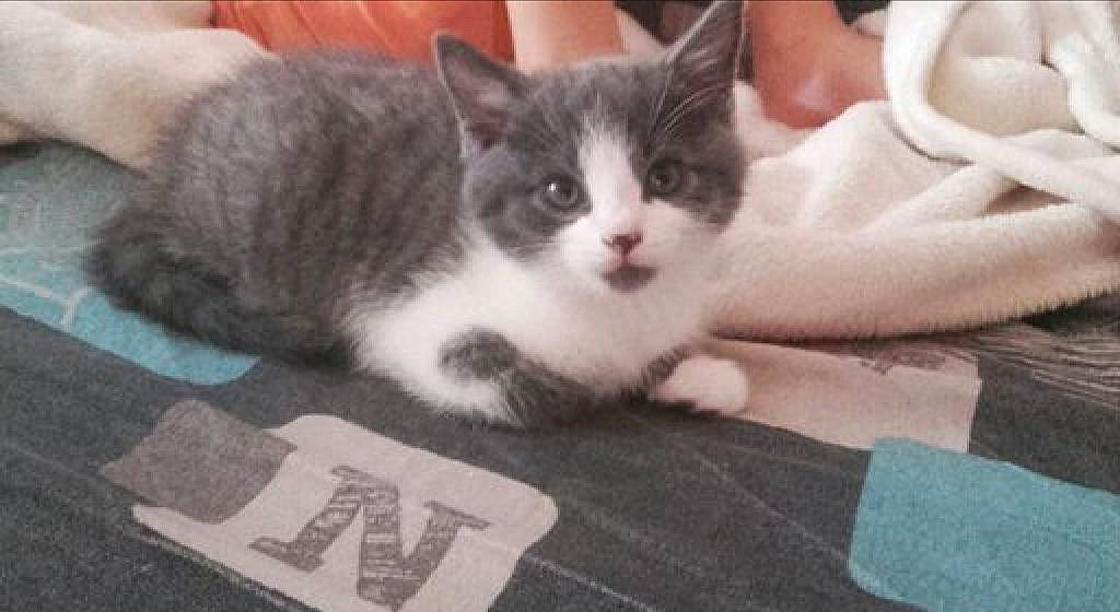 Speed a rejoint le concours — aidez-le/la à gagner de superbes lots ! aegean_cat, carnivore, cat, domestic_short_haired_cat, european_shorthair, felidae, kitten, mammal, photo_caption, polydactyl_cat, small_to_medium_sized_cats, vertebrate, whiskers