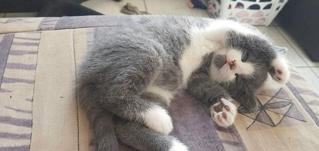 Speed participe au concours pour gagner de l'argent avec cette photo : british_longhair, british_shorthair, carnivore, cat, claw, domestic_short_haired_cat, european_shorthair, felidae, kitten, mammal, paw, scottish_fold, small_to_medium_sized_cats, snout, vertebrate, whiskers