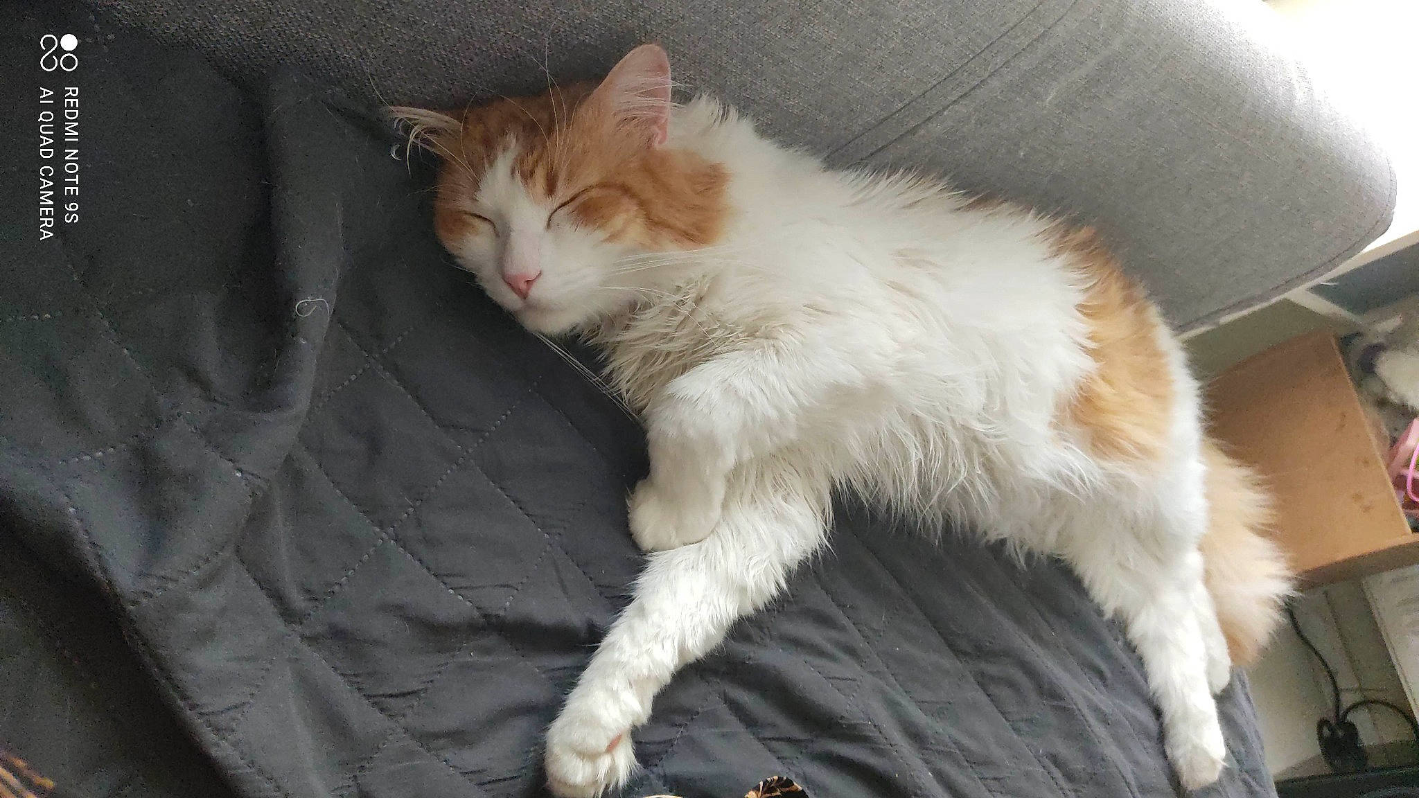 Maoi a rejoint le concours — aidez-le/la à gagner de superbes lots ! carnivore, cat, claw, comfort, domestic_short_haired_cat, fawn, felidae, fur, paw, sitting, small_to_medium_sized_cats, snout, tail, whiskers