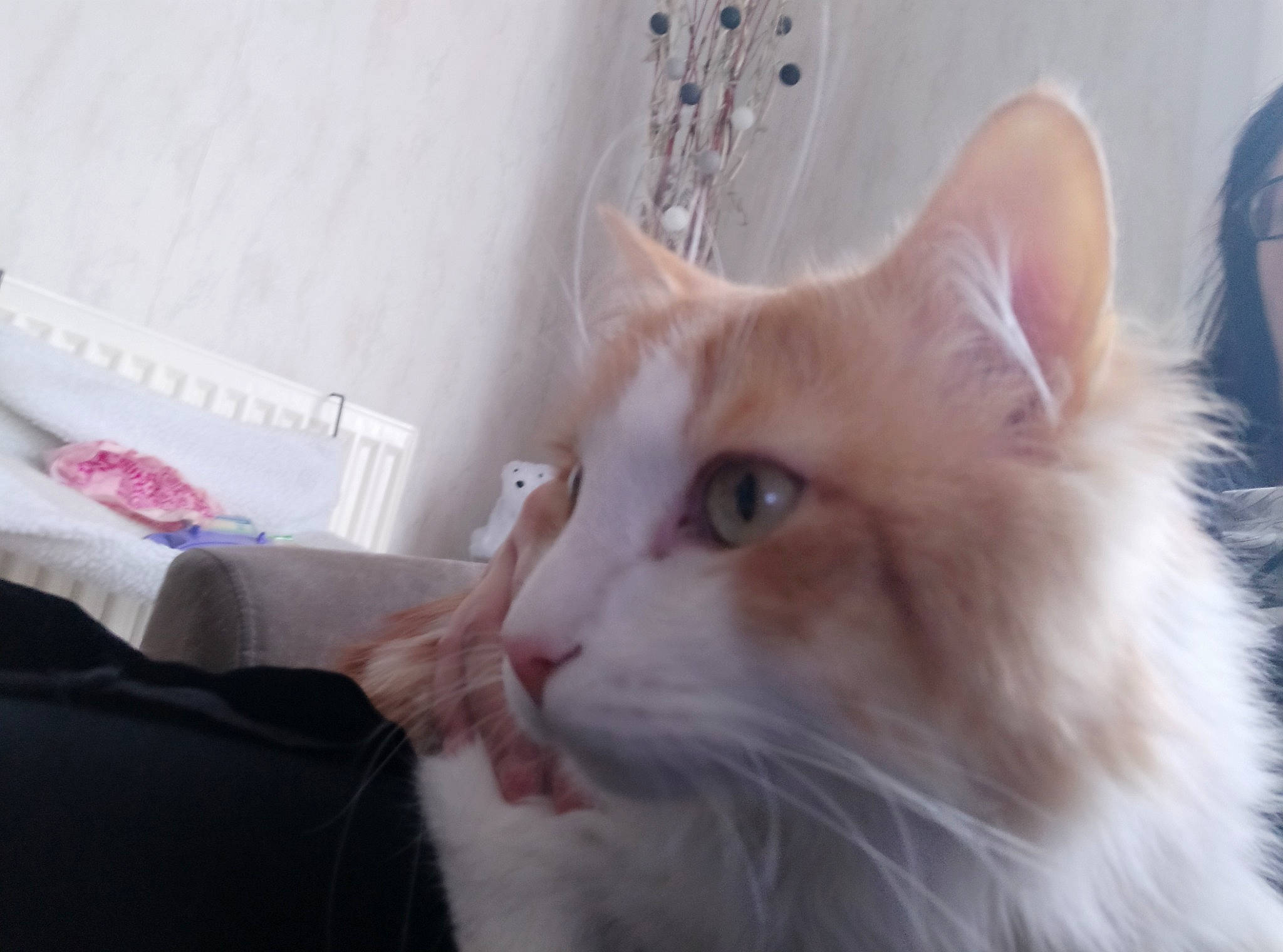 Canaille Maoi Paris a rejoint le concours — aidez-le/la à gagner de superbes lots ! british_semi_longhair, carnivore, cat, cymric, domestic_long_haired_cat, ear, eye, fawn, felidae, fur, kitten, mammal, norwegian_forest_cat, ragamuffin, ragdoll, small_to_medium_sized_cats, turkish_angora, turkish_van, vertebrate, whiskers