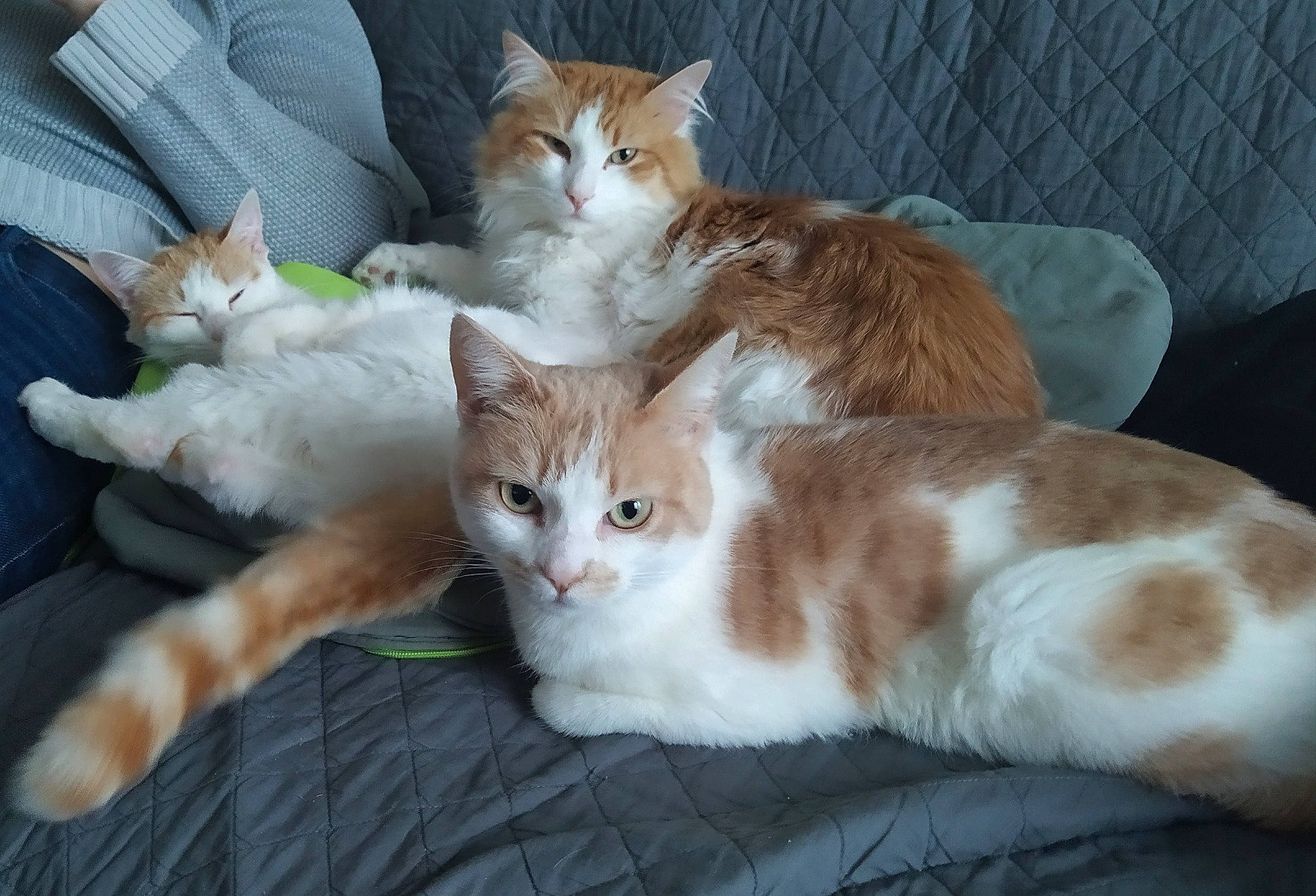 Canaille Maoi Paris participe au concours pour gagner de l'argent avec cette photo : aegean_cat, american_wirehair, arabian_mau, australian_mist, carnivore, cat, cymric, domestic_short_haired_cat, european_shorthair, fawn, felidae, german_rex, kitten, mammal, polydactyl_cat, ragamuffin, small_to_medium_sized_cats, tabby_cat, vertebrate, whiskers