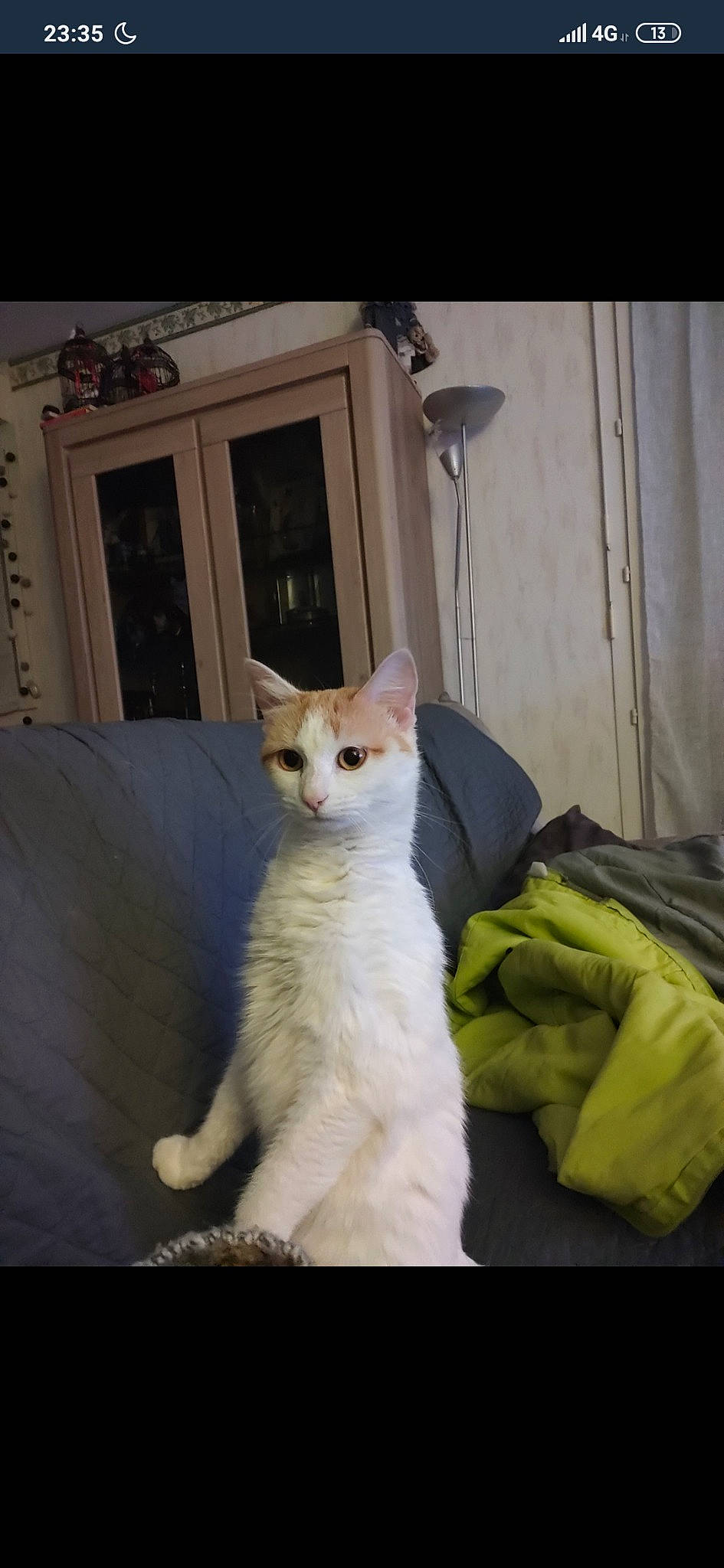 Canaille Maoi Paris a rejoint le concours — aidez-le/la à gagner de superbes lots ! aegean_cat, asian, burmilla, carnivore, cat, domestic_short_haired_cat, european_shorthair, felidae, german_rex, javanese, kitten, mammal, ojos_azules, photo_caption, polydactyl_cat, small_to_medium_sized_cats, turkish_angora, turkish_van, vertebrate, whiskers