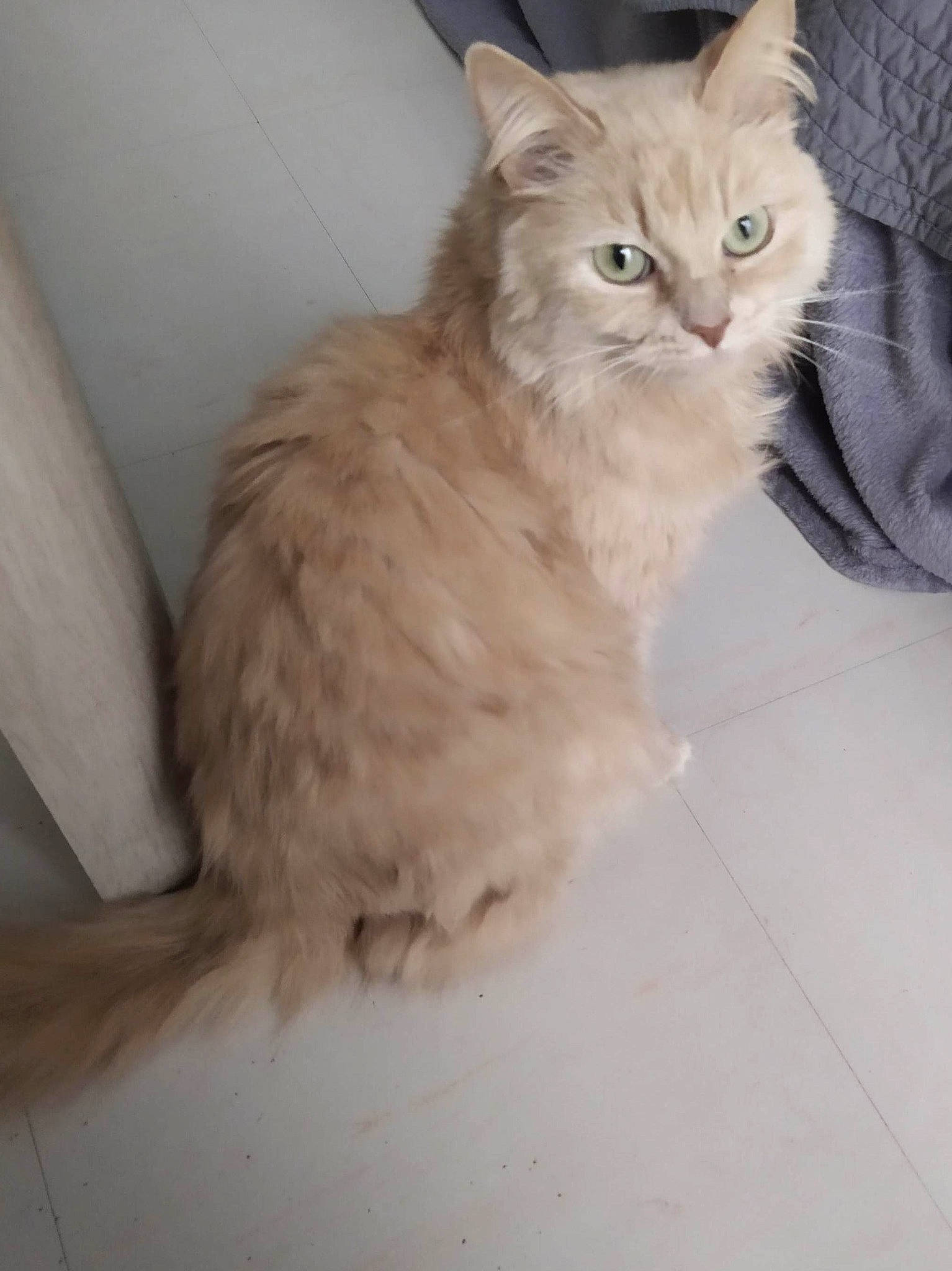 Bouboule a rejoint le concours — aidez-le/la à gagner de superbes lots ! asian_semi_longhair, british_semi_longhair, carnivore, cat, domestic_long_haired_cat, fawn, felidae, fur, kitten, maine_coon, mammal, napoleon_cat, norwegian_forest_cat, persian, ragamuffin, siberian, small_to_medium_sized_cats, turkish_angora, vertebrate, whiskers