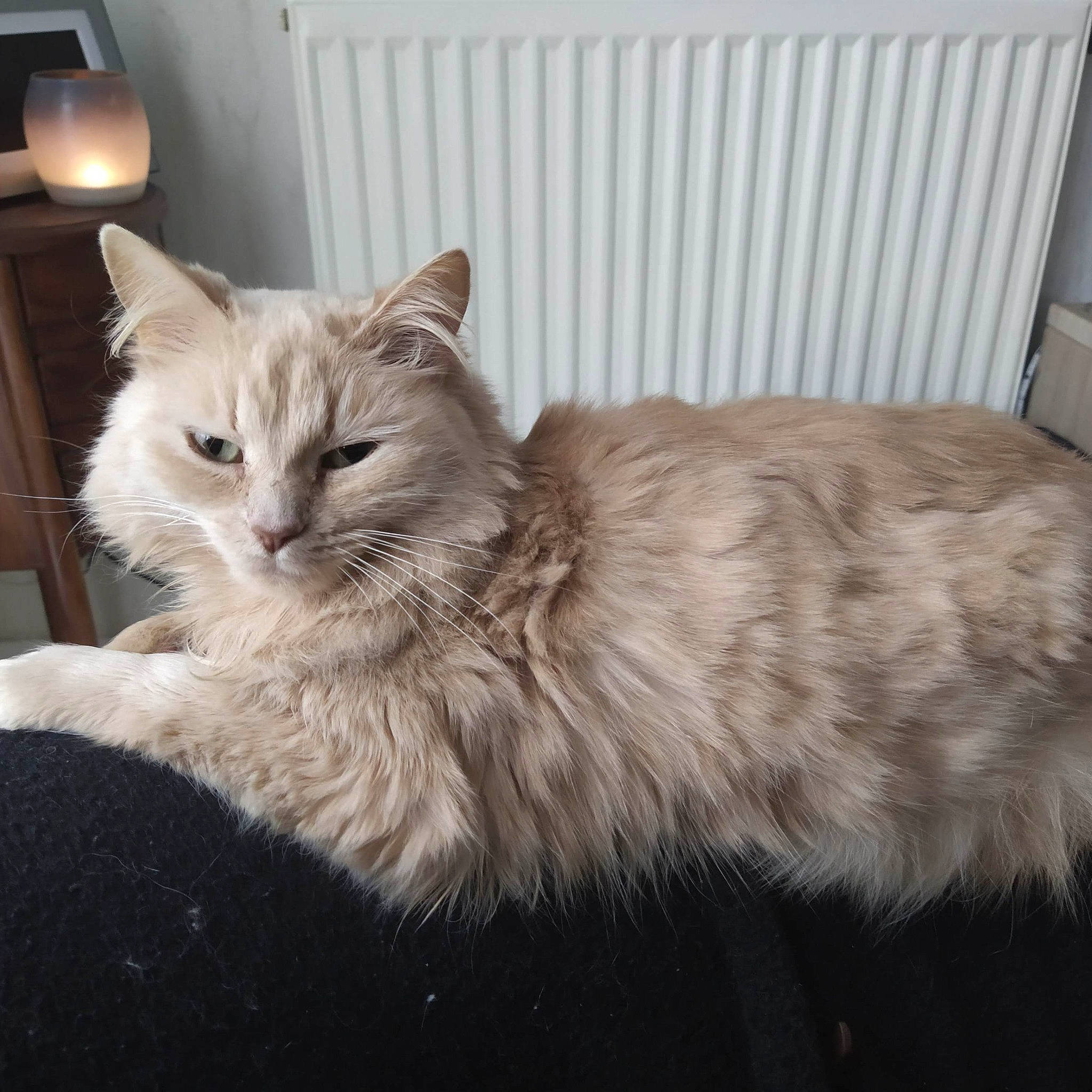 Bouboule participe au concours pour gagner de l'argent avec cette photo : asian_semi_longhair, british_semi_longhair, carnivore, cat, cymric, domestic_long_haired_cat, fawn, felidae, fur, kitten, maine_coon, mammal, norwegian_forest_cat, ragamuffin, ragdoll, siberian, small_to_medium_sized_cats, tabby_cat, vertebrate, whiskers