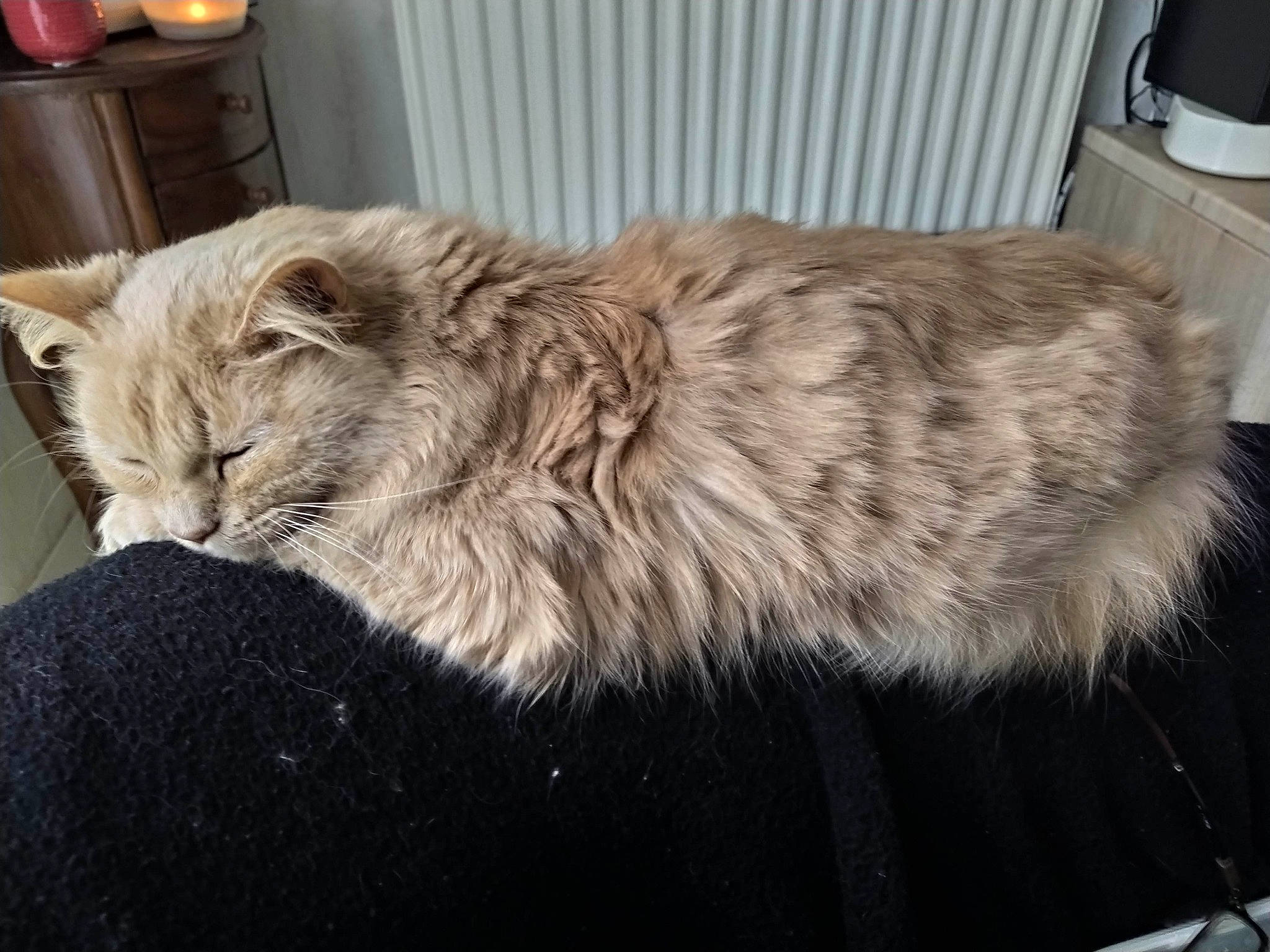 Bouboule a rejoint le concours — aidez-le/la à gagner de superbes lots ! american_curl, asian, asian_semi_longhair, british_semi_longhair, carnivore, cat, cymric, domestic_long_haired_cat, european_shorthair, fawn, felidae, fur, maine_coon, mammal, norwegian_forest_cat, ragamuffin, siberian, small_to_medium_sized_cats, tabby_cat, whiskers