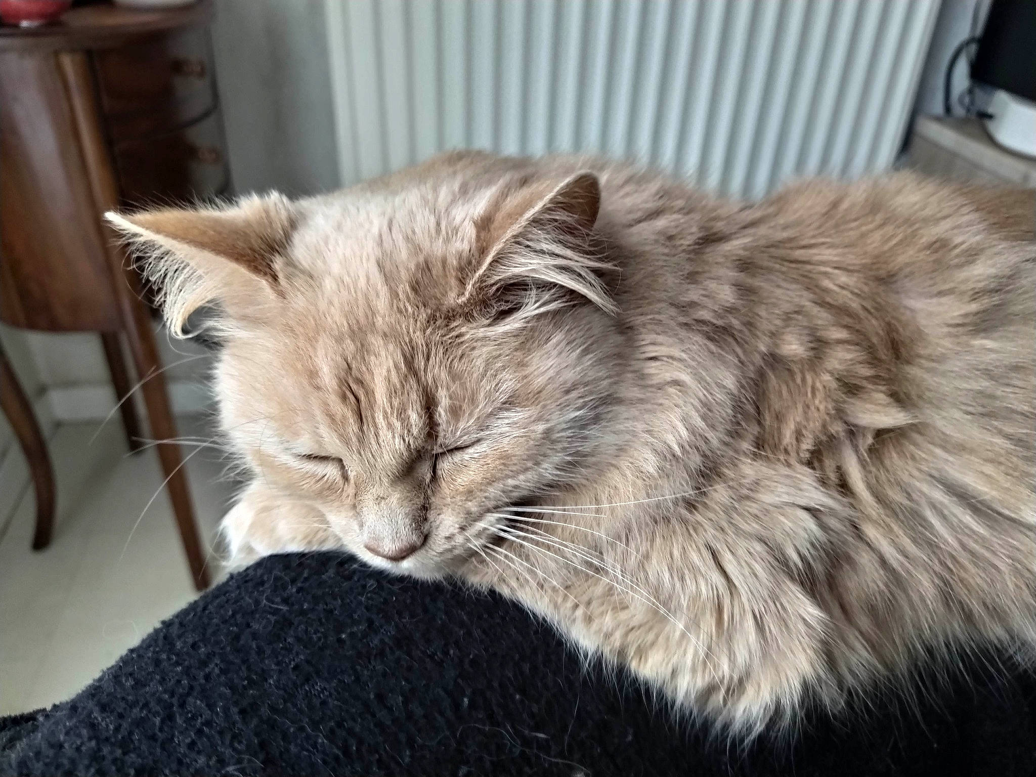 Bouboule participe au concours pour gagner de l'argent avec cette photo : asian_semi_longhair, british_longhair, british_semi_longhair, carnivore, cat, cymric, domestic_long_haired_cat, felidae, fur, maine_coon, mammal, nebelung, norwegian_forest_cat, persian, ragamuffin, ragdoll, siberian, small_to_medium_sized_cats, tabby_cat, whiskers