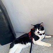 Jagger is registered to the contest to win money with this photo: black_and_white, bow_tie, cat, concrete_floor, domestic_cat, ear, green_eyes, harness, indoor, leash, lying_down, paw, pet, plaid, porch, relaxed, side_eye, tuxedo_cat, wall, whiskers