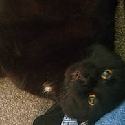 Rusty joined the competition — help win amazing prizes! animal, black_cat, carpet, casual, cat, close_up, companion, cozy, curious, denim, domestic, feline, floor, fur, indoor, leg, pet, relaxed, whiskers, yellow_eyes