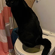 Ozzy joined the competition — help win amazing prizes! bathroom, black, bombay, carnivore, cat, comfort, domestic_short_haired_cat, felidae, flooring, household_supply, paper, paper_product, plumbing, plumbing_fixture, room, small_to_medium_sized_cats, tail, toilet, toilet_seat, whiskers