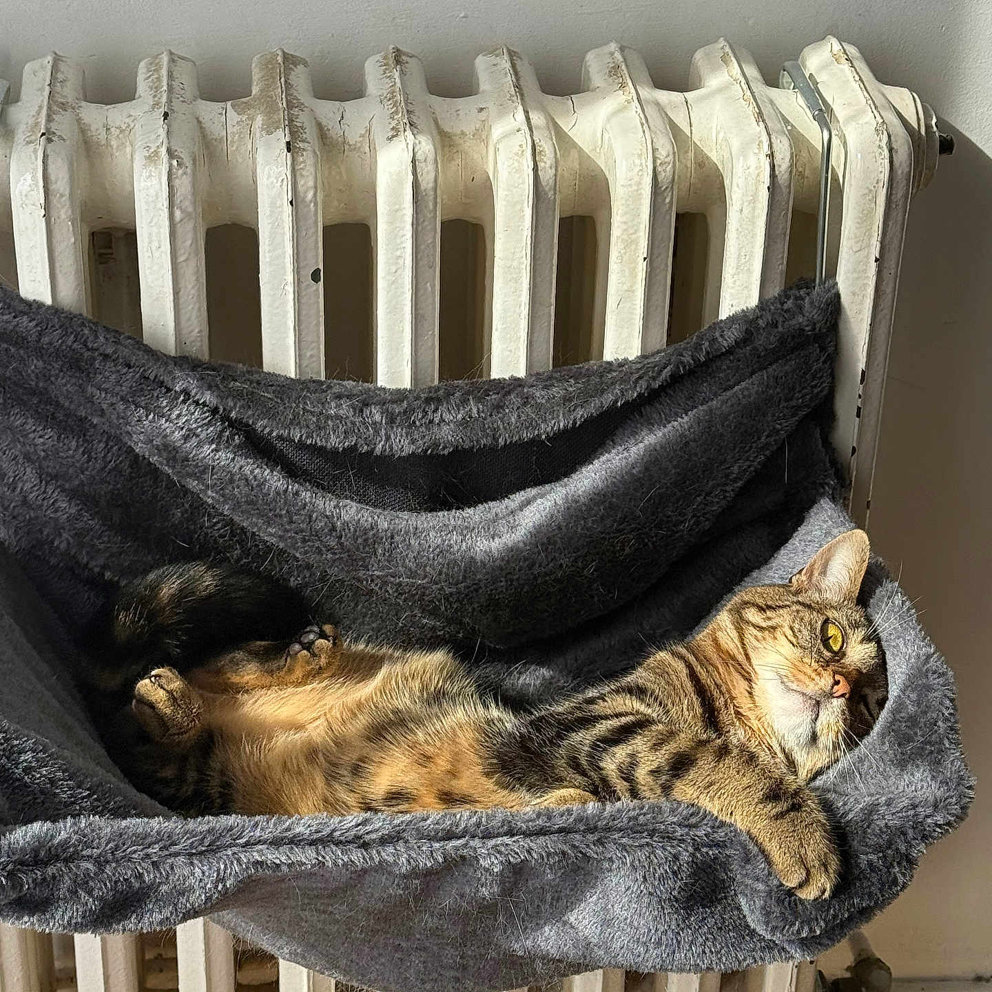 Yumi participe au concours pour gagner de l'argent avec cette photo : animal, cat, comfort, cozy, curious, fur, furry, gray, hammock, home, indoor, pet, radiator, relaxed, resting, striped, sunlight, tabby, warm, yellow_eyes