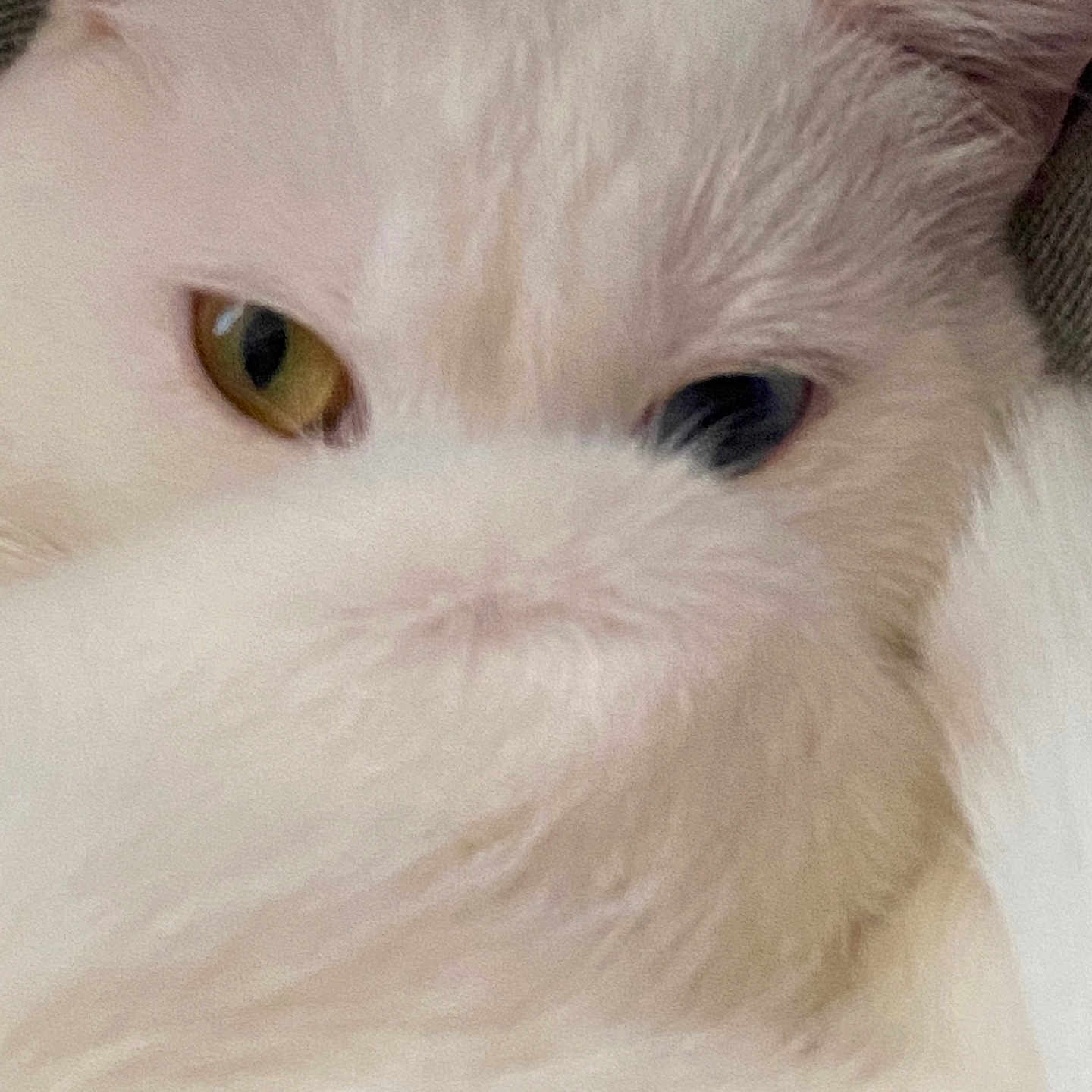 Kirwa a rejoint le concours — aidez-le/la à gagner de superbes lots ! animal, blue_eye, cat, close_up, cute, domestic_cat, eye, feline, fluffy, fur, heterochromia, indoor, pet, portrait, resting, soft, tail, whiskers, white_cat, yellow_eye