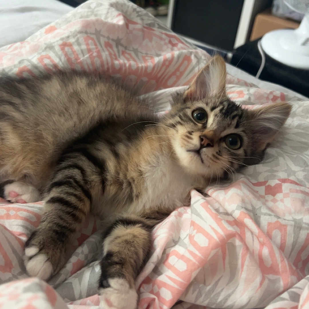 Nanika participe au concours pour gagner de l'argent avec cette photo : abyssinian, animal, bed, bedroom, blanket, cat, couch, cushion, furniture, homedecor, indoors, kitten, linen, manx, person, pet, room, shelf, siamese, wood