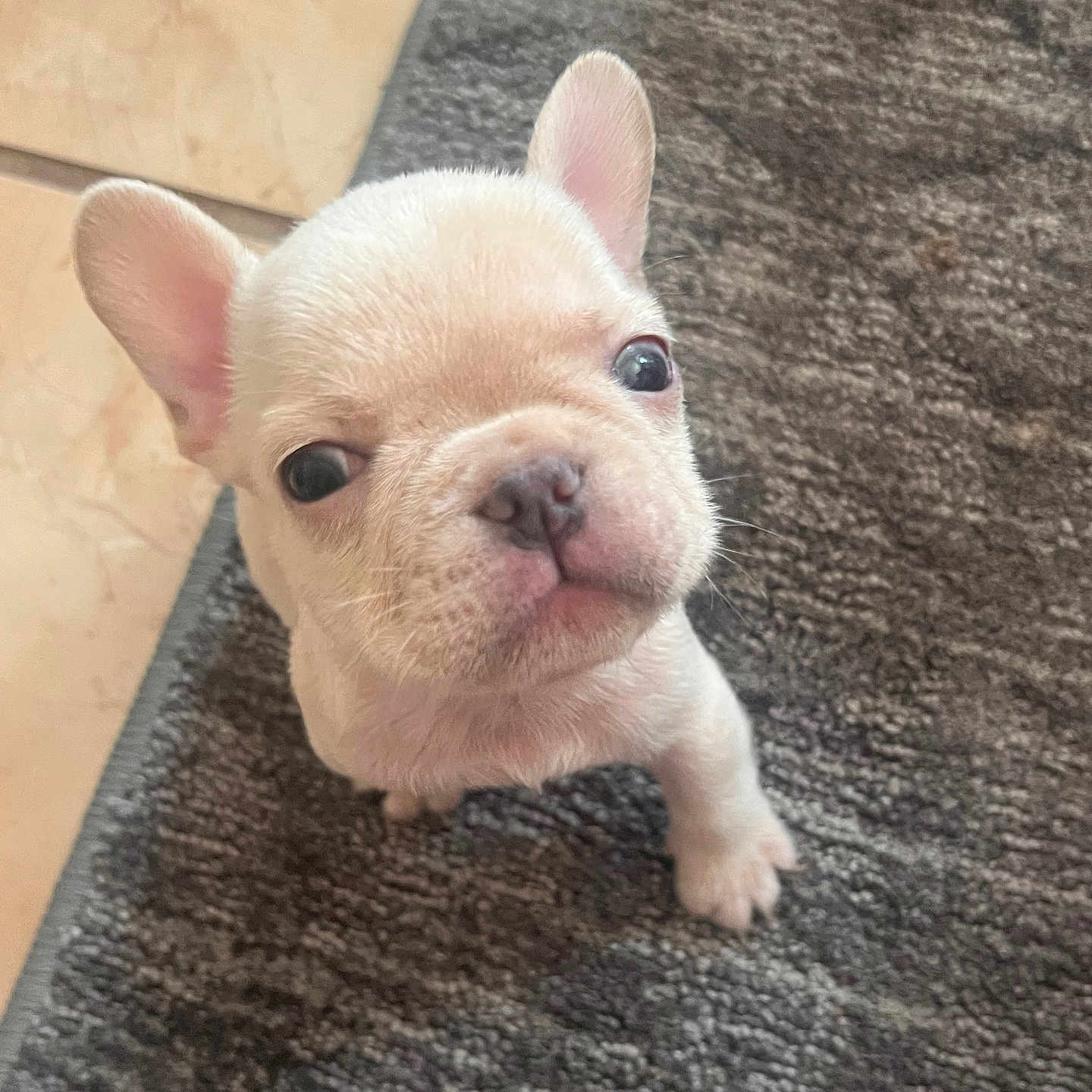 Fish joined the competition — help win amazing prizes! puppy, dog, french_bulldog, pet, animal, cute, small, ears, eyes, carpet, floor, indoor, looking_up, texture, fur, muzzle, nose, whiskers, portrait, young