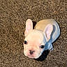 Fish joined the competition — help win amazing prizes! puppy, dog, french_bulldog, cream_colored, carpet, looking_up, cute, small, pet, animal, indoor, fur, ears, face, whiskers, adorable, young, companion, domestic, mammal
