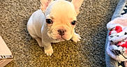 Fish joined the competition — help win amazing prizes! puppy, french_bulldog, dog, pet, carpet, cute, small, young, indoor, animal, ears, looking_up, bed, blanket, floor, adorable, fur, companion, domestic, home