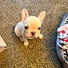 puppy, french_bulldog, dog, pet, carpet, cute, small, young, indoor, animal, ears, looking_up, bed, blanket, floor, adorable, fur, companion, domestic, home