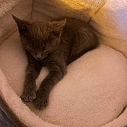 Pepper is registered to the contest to win money with this photo: kitten, cat, sleeping, pet_bed, cozy, furry, animal, resting, cute, indoor, soft, fur, small, peaceful, domestic_animal, sleep, comfort, relaxation, bed, feline