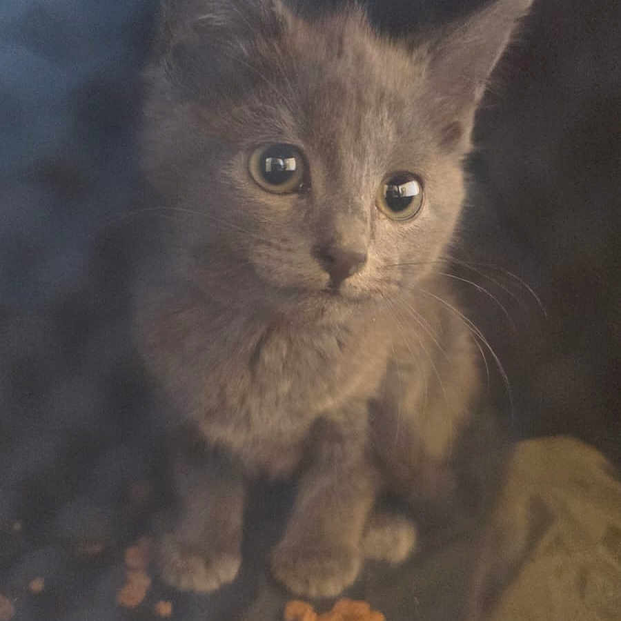 Pepper joined the competition — help win amazing prizes! animal, cat, cat_food, close_up, curious, cute, dry_food, ears, feline, food, fur, gray_cat, indoor, kitten, looking, pet, sitting, small, whiskers, young_cat