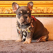 Bijou participe au concours pour gagner de l'argent avec cette photo : animal, blue_eye, brown_fur, butterfly, carpet, collar, dog, ears, french_bulldog, golden_molding, indoor, jewelry, necklace, ornate_background, pearls, pet, portrait, puppy, sitting, wood_paneling