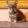 animal, blue_eye, brown_fur, butterfly, carpet, collar, dog, ears, french_bulldog, golden_molding, indoor, jewelry, necklace, ornate_background, pearls, pet, portrait, puppy, sitting, wood_paneling