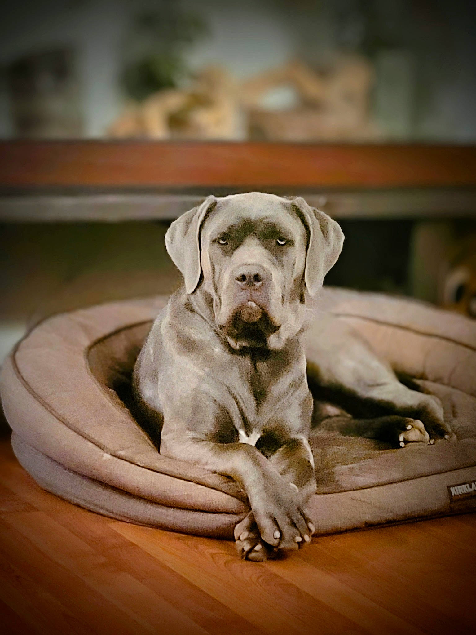 Annabell is registered to the contest to win money with this photo: carnivore, comfort, companion_dog, dog, dog_breed, dog_collar, fawn, floor, flooring, gun_dog, hardwood, laminate_flooring, pet_supply, snout, sporting_group, stock_photography, wood, wood_flooring, working_animal, wrinkle