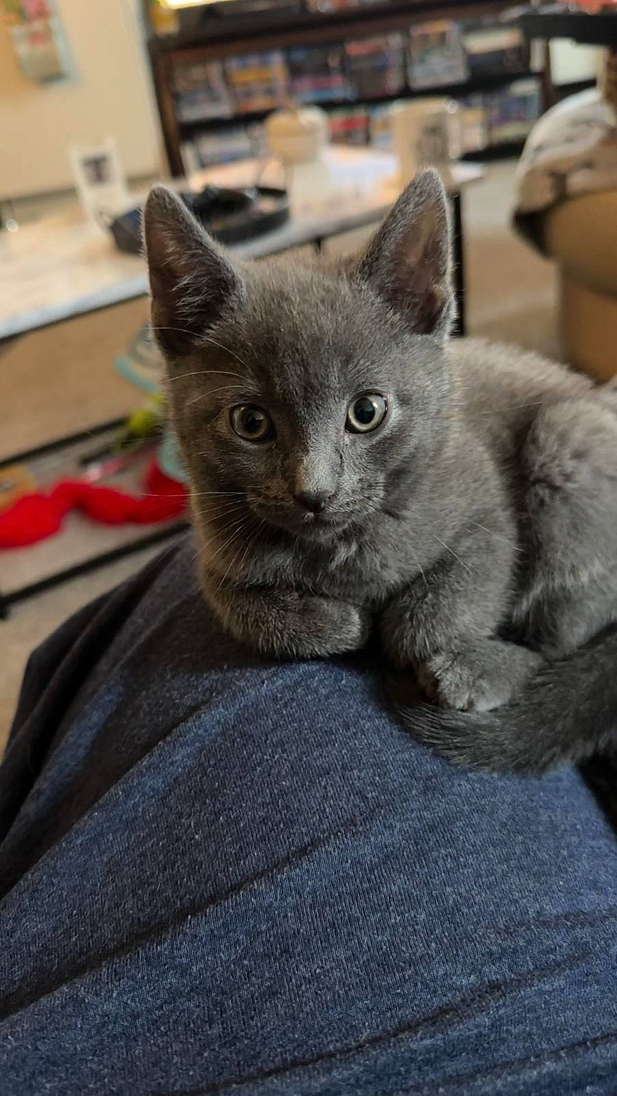 Drax is registered to the contest to win money with this photo: carnivore, cat, claw, comfort, computer_keyboard, domestic_short_haired_cat, felidae, fur, grey, paw, russian_blue, sitting, small_to_medium_sized_cats, snout, tail, whiskers