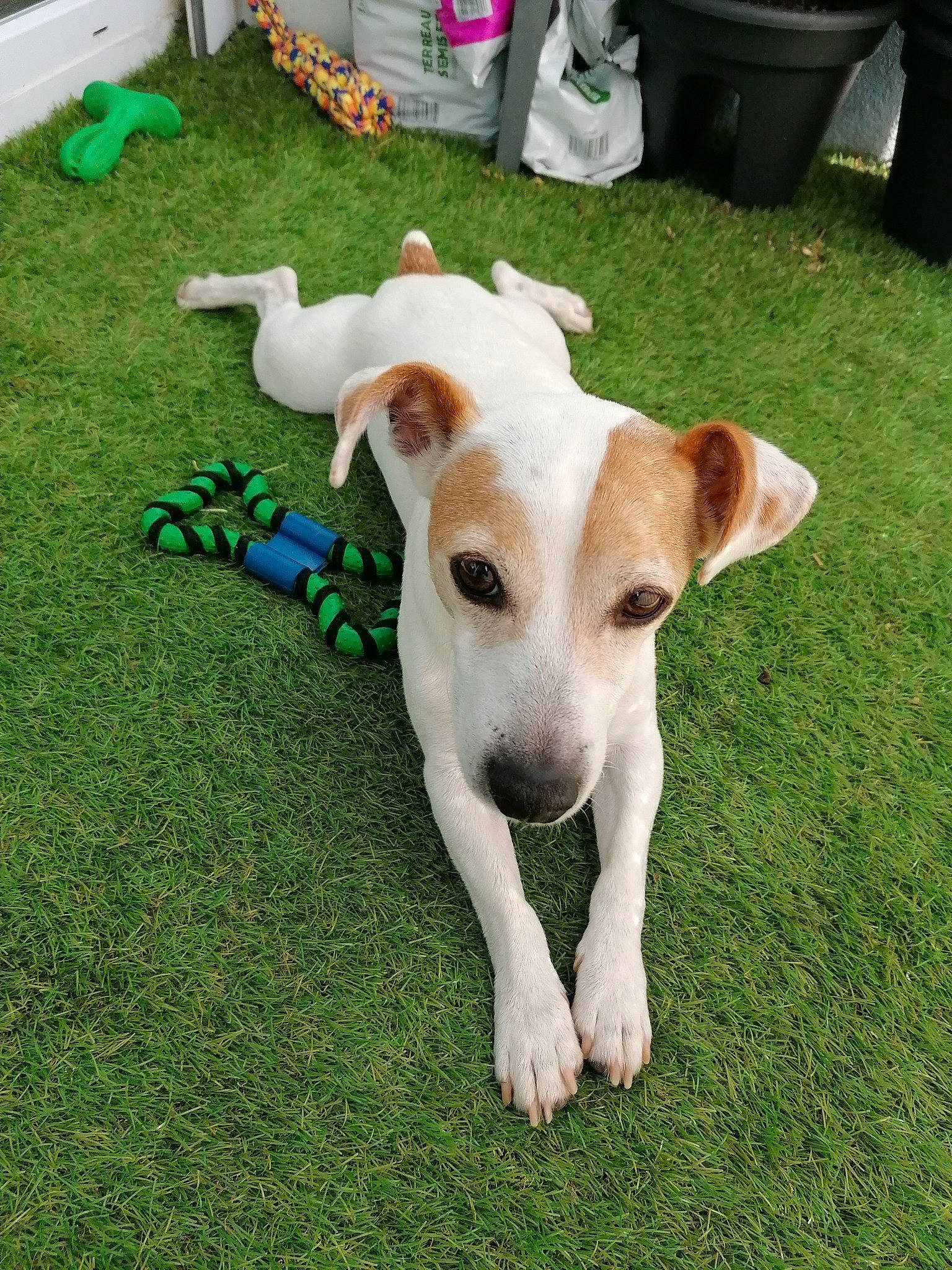 Rox participe au concours pour gagner de l'argent avec cette photo : canidae, carnivore, chair, collar, companion_dog, dog, dog_breed, drawer, fawn, gadget, grass, lawn, plant, snout, sporting_group, tail, terrestrial_animal, terrier, whiskers, working_animal