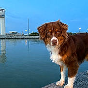 Arrow participe au concours pour gagner de l'argent avec cette photo : dog, brown_dog, white_paws, waterfront, water, dusk, blue_sky, reflection, outdoor, animal, pet, canine, calm, nature, evening, side_view, closeup, alert, fur, quiet