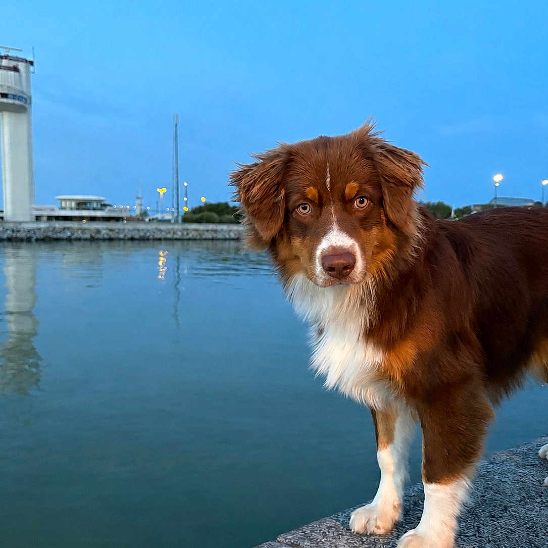 Arrow participe au concours pour gagner de l'argent avec cette photo : dog, brown_dog, white_paws, waterfront, water, dusk, blue_sky, reflection, outdoor, animal, pet, canine, calm, nature, evening, side_view, closeup, alert, fur, quiet