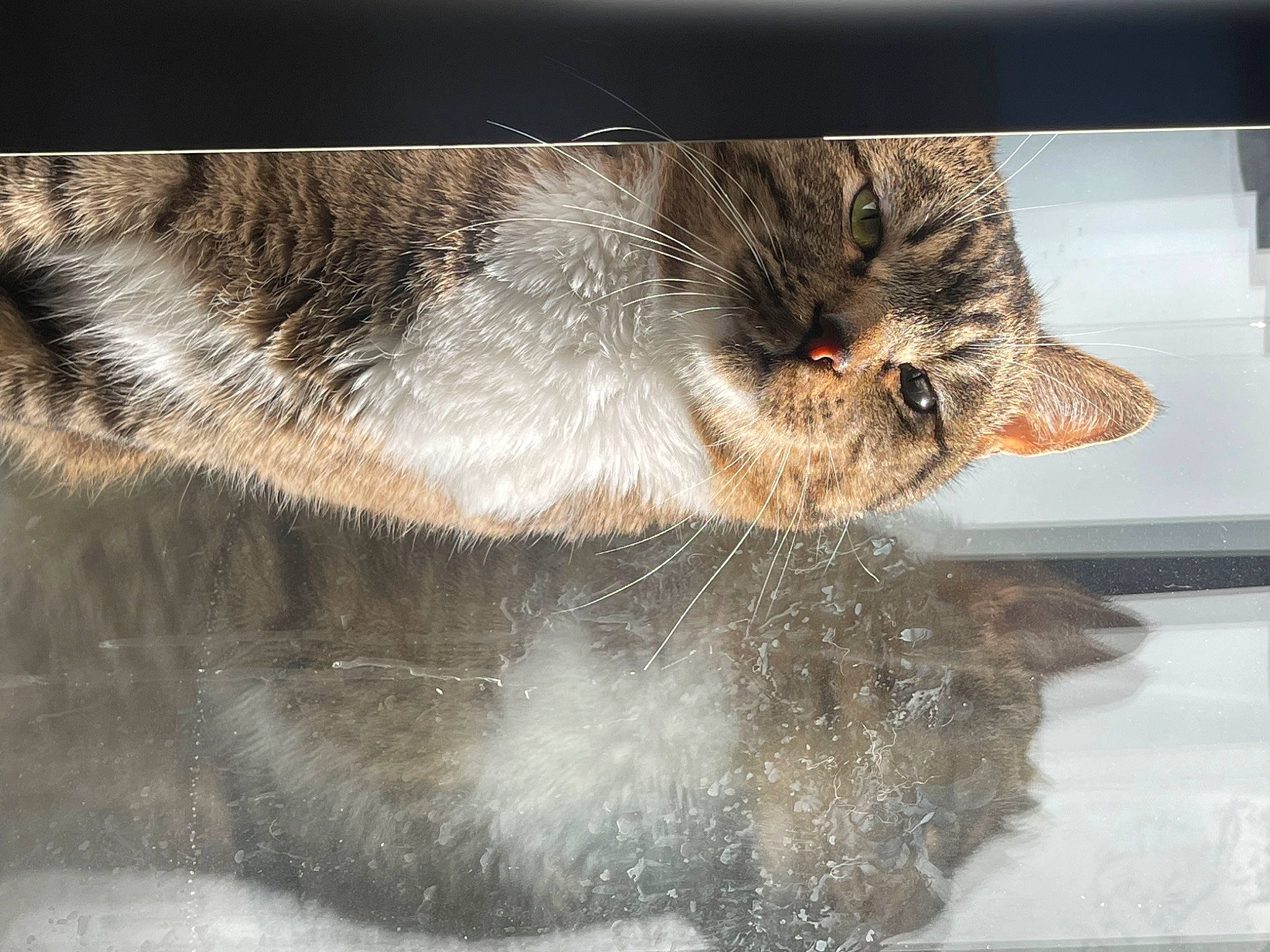 Tanooki joined the competition — help win amazing prizes! carnivore, cat, claw, domestic_short_haired_cat, fawn, felidae, flooring, fur, grey, human_leg, paw, small_to_medium_sized_cats, snout, tail, terrestrial_animal, whiskers, wildlife, wood