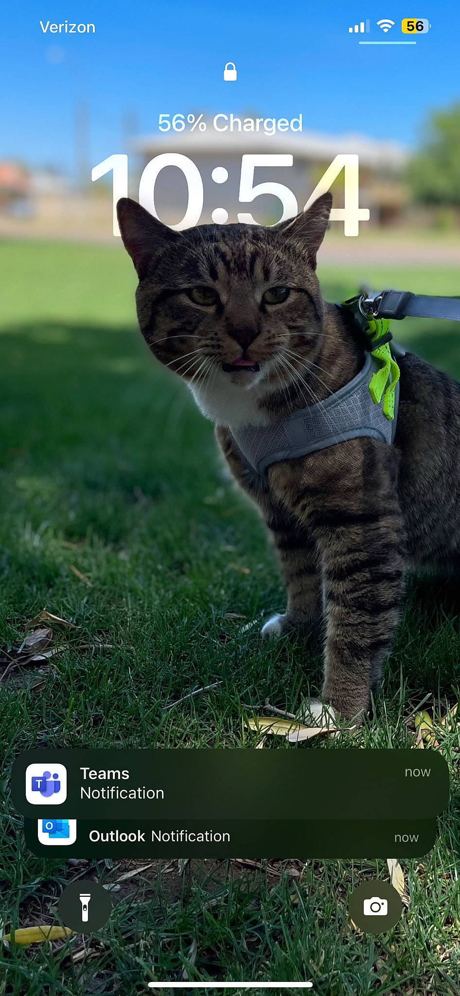 Tanooki is registered to the contest to win money with this photo: adaptation, carnivore, cat, domestic_short_haired_cat, felidae, font, fur, grass, grassland, groundcover, lynx, photo_caption, plant, prairie, small_to_medium_sized_cats, snout, tail, terrestrial_animal, whiskers, wildlife