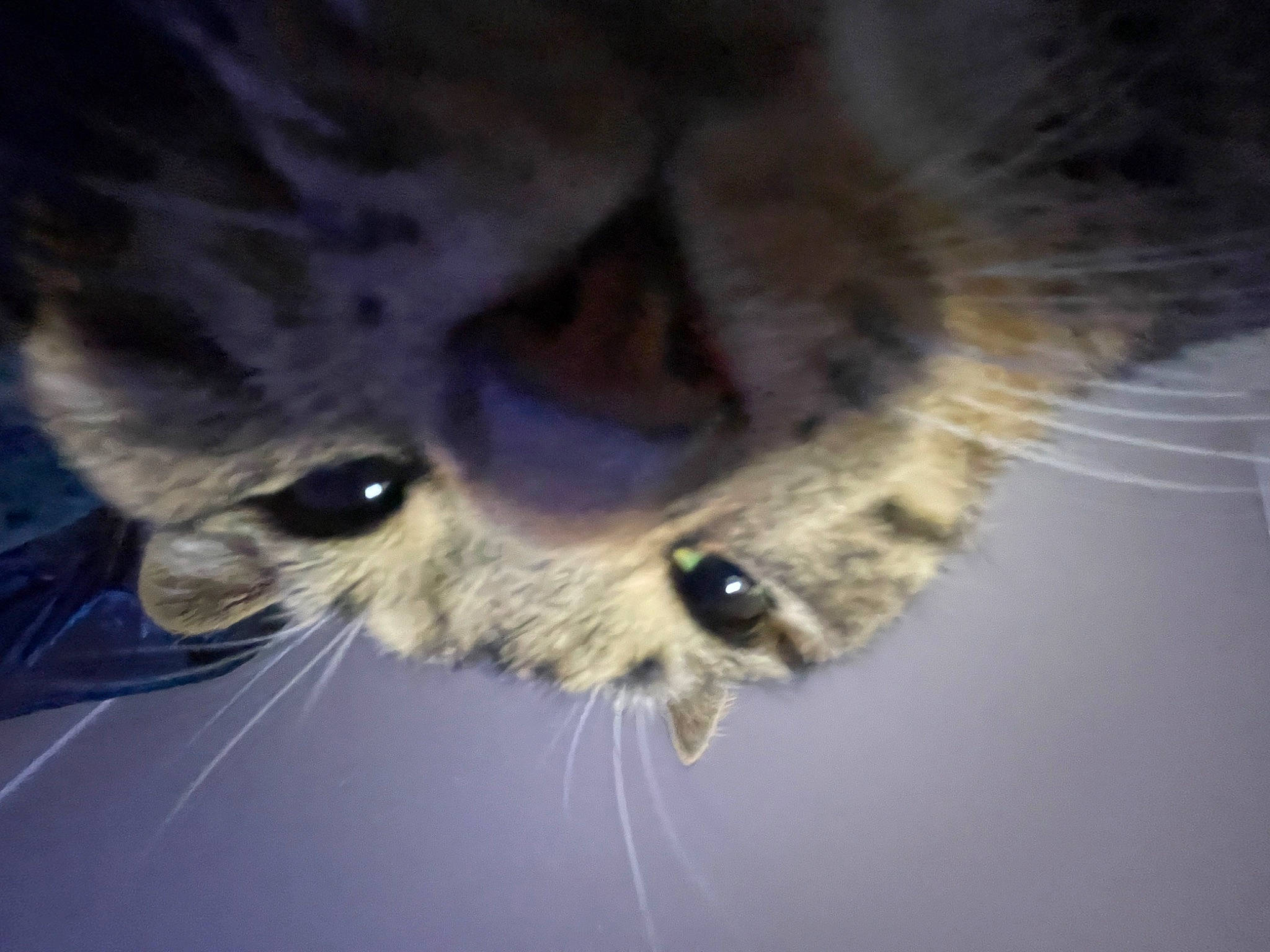 Tanooki joined the competition — help win amazing prizes! bird_of_prey, carnivore, cat, claw, darkness, domestic_short_haired_cat, electric_blue, felidae, fur, head, macro_photography, paw, small_to_medium_sized_cats, snout, terrestrial_animal, whiskers, wildlife