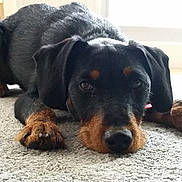 Rainbow participe au concours pour gagner de l'argent avec cette photo : dog, black_dog, brown_dog, pet, indoor, carpet, floor, lying_down, canine, animal, close_up, paw, ears, snout, relaxed, looking_at_camera, domestic_animal, furry, cute, companion
