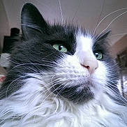 Fluffer is registered to the contest to win money with this photo: