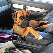 Spanky joined the competition — help win amazing prizes! dog, car_interior, brown_dog, leather_seat, center_console, dog_collar, papers, green_pouch, window, rearview_mirror, door_handle, seat, pet, animal, relaxed, looking, indoor, vehicle, resting, paw