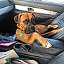 dog, car_interior, brown_dog, leather_seat, center_console, dog_collar, papers, green_pouch, window, rearview_mirror, door_handle, seat, pet, animal, relaxed, looking, indoor, vehicle, resting, paw