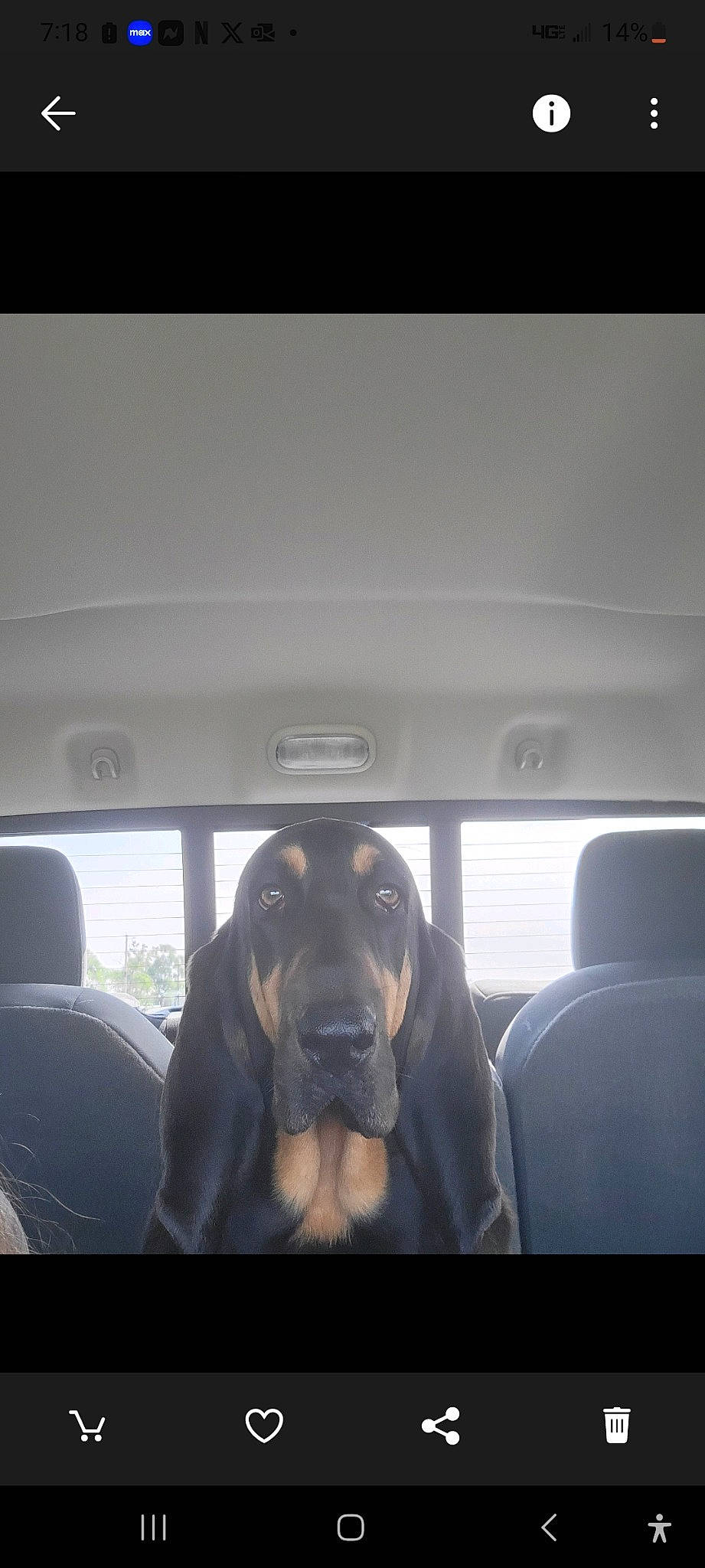 Jules joined the competition — help win amazing prizes! auto_part, automotive_exterior, car_seat, car_seat_cover, carnivore, comfort, companion_dog, dog, dog_breed, door, family_car, head_restraint, liver, luxury_vehicle, sky, snout, tints_and_shades, vehicle_door, window, working_animal