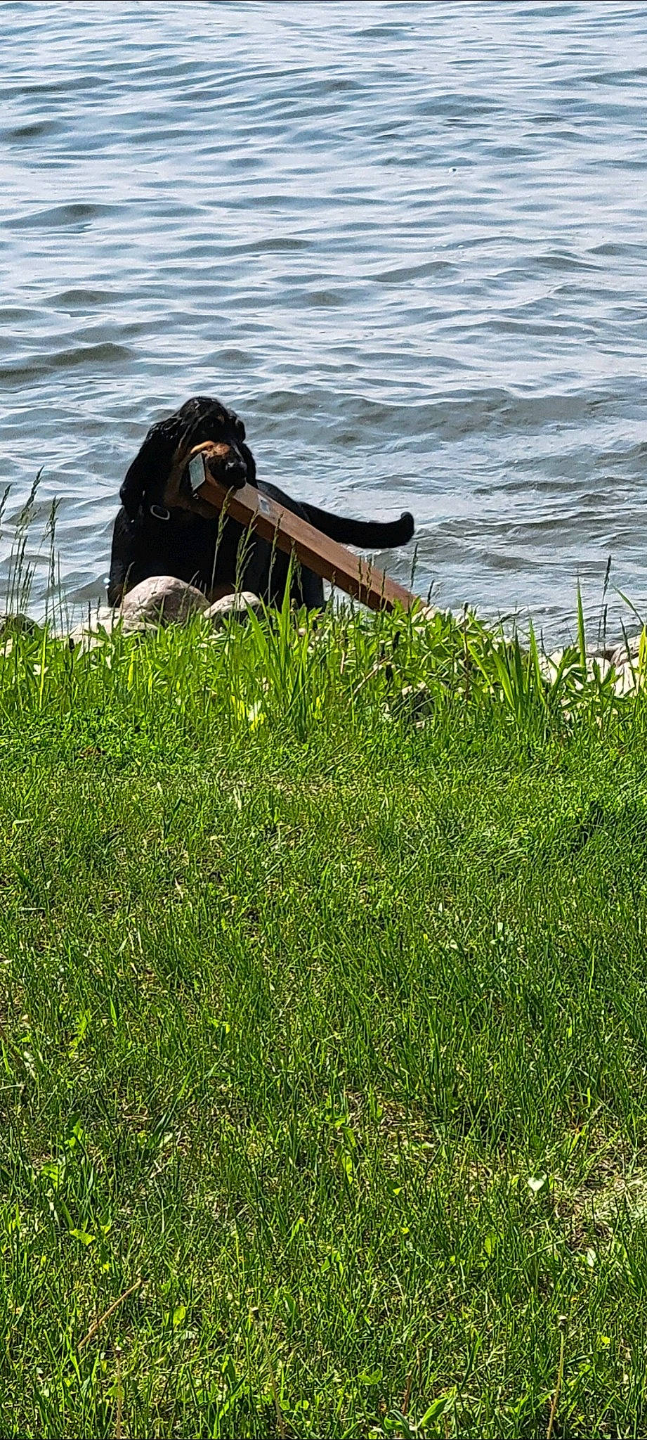 Jules joined the competition — help win amazing prizes! _geese_and_swans, beak, ducks, feather, freshwater_marsh, grass, grassland, lake, leisure, meadow, natural_landscape, people_in_nature, plant, recreation, seabird, sporting_group, water, waterfowl, wetland, wing