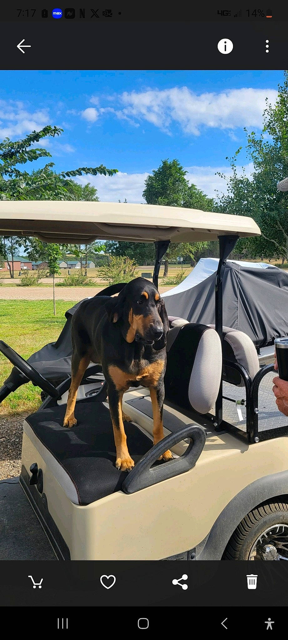 Jules is registered to the contest to win money with this photo: automotive_exterior, automotive_tire, canidae, carnivore, cloud, companion_dog, dog, dog_breed, fender, hood, plant, shade, sky, sporting_group, tire, tree, vehicle, vehicle_door, wheel, working_animal