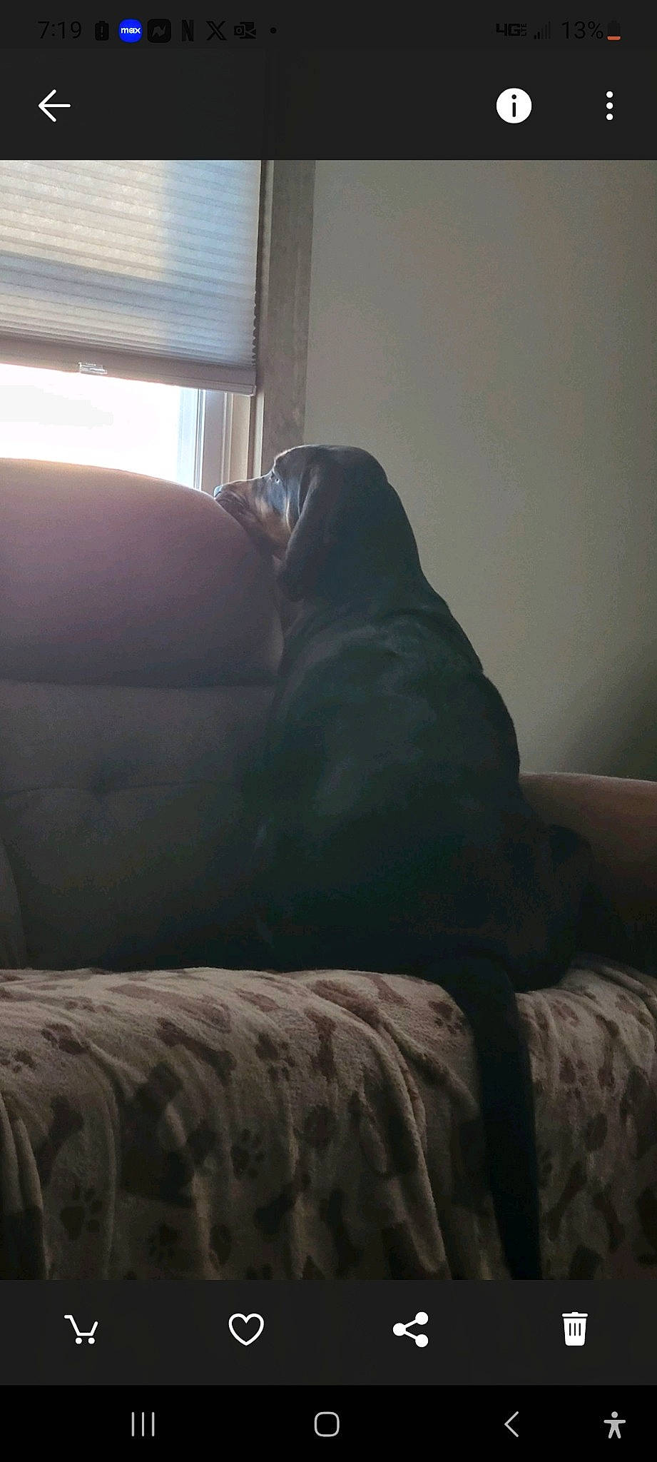 Jules joined the competition — help win amazing prizes! carnivore, comfort, companion_dog, couch, darkness, dog, dog_breed, fawn, flooring, fur, furniture, grey, hardwood, house, human_leg, sporting_group, studio_couch, tints_and_shades, window, wood