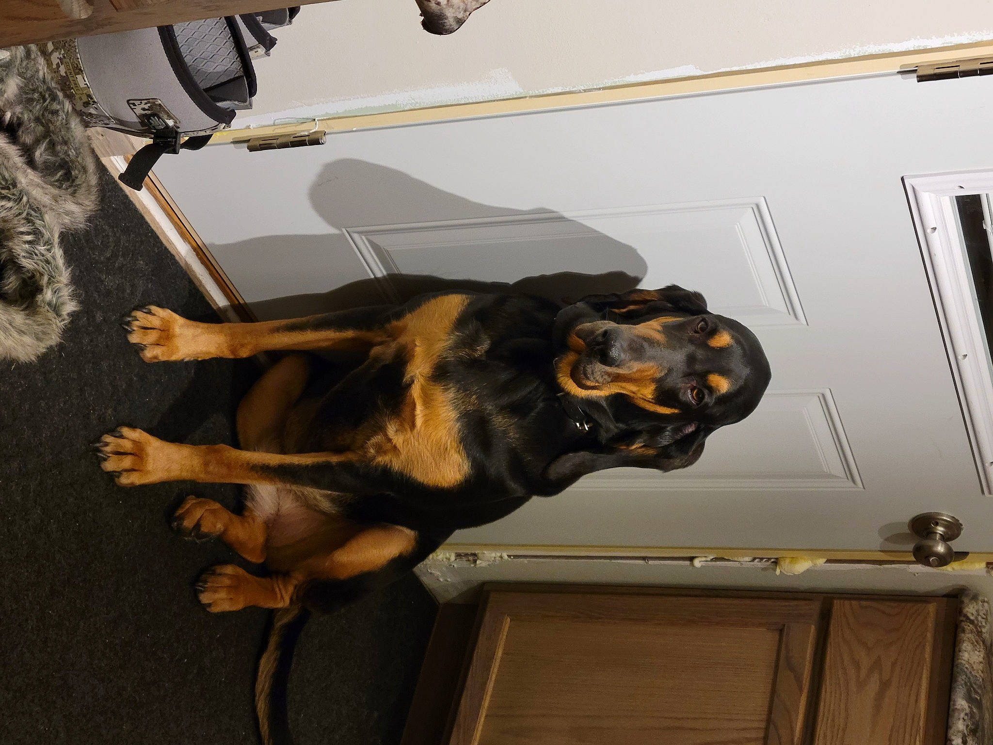 Jules joined the competition — help win amazing prizes! art, canidae, carnivore, companion_dog, dog, dog_breed, fawn, flooring, fur, guard_dog, hat, metal, snout, sporting_group, tail, terrestrial_animal, wood, working_animal, working_dog