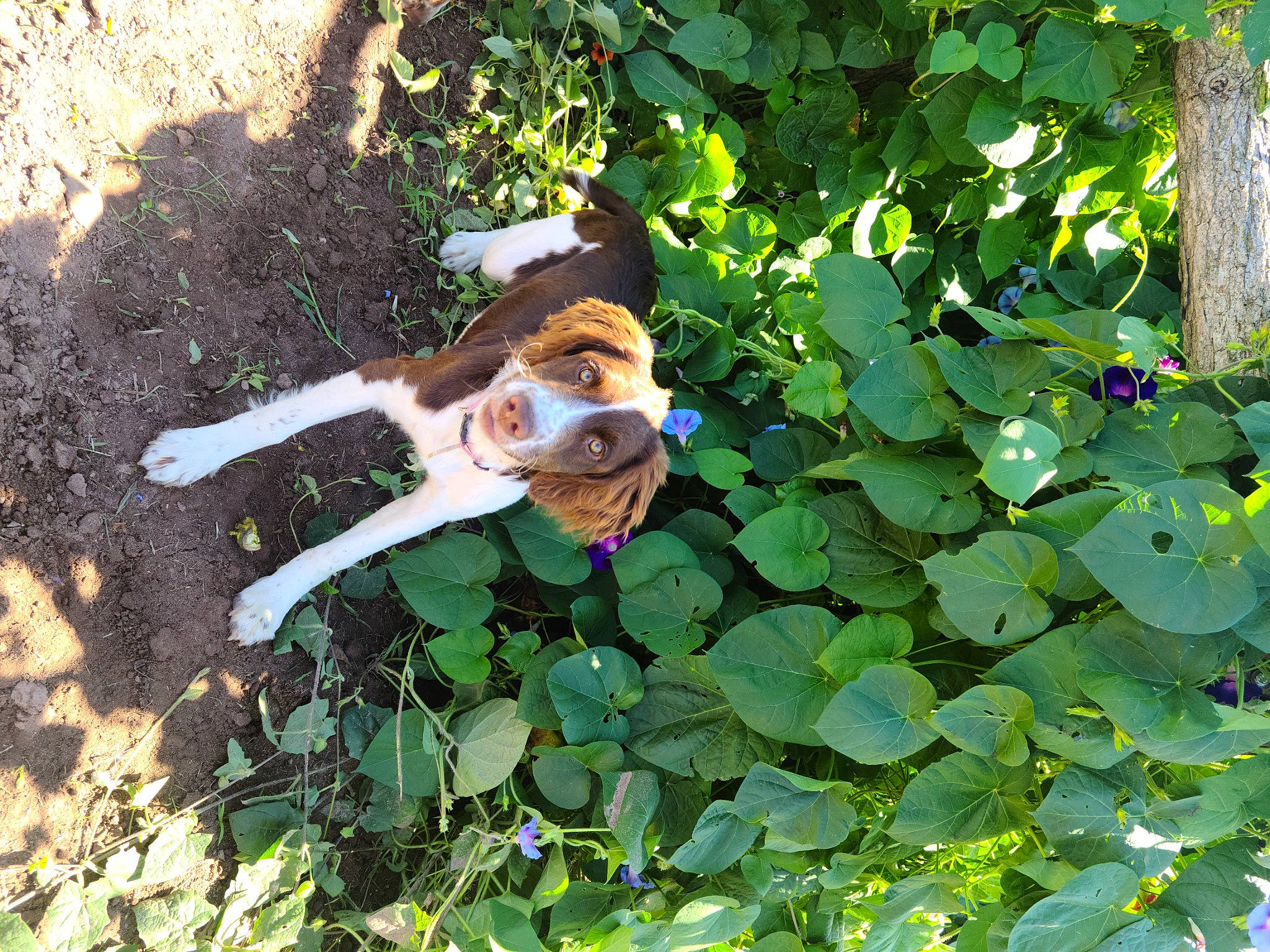 Shadow is registered to the contest to win money with this photo: annual_plant, biome, branch, companion_dog, doll, fawn, garden, grass, groundcover, natural_landscape, nature_reserve, organism, people_in_nature, plant, shrub, sporting_group, terrestrial_plant, toy, tree, vegetation