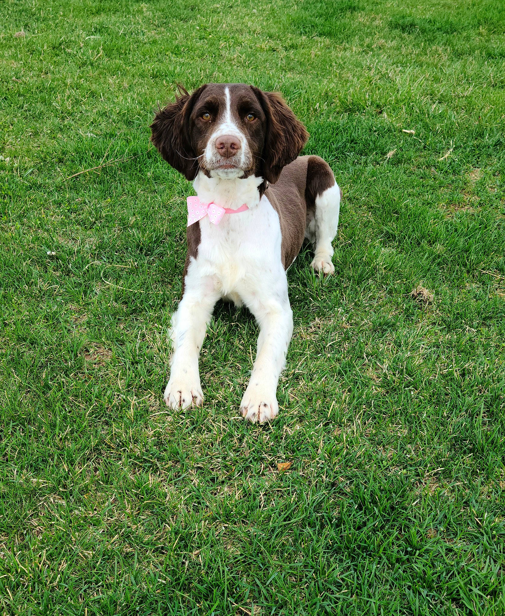 Shadow is registered to the contest to win money with this photo: canidae, carnivore, companion_dog, dog, dog_breed, dog_collar, grass, groundcover, gun_dog, hunting_dog, liver, plant, pointing_breed, puppy, spaniel, sporting_group, tail, welsh_springer_spaniel, working_animal