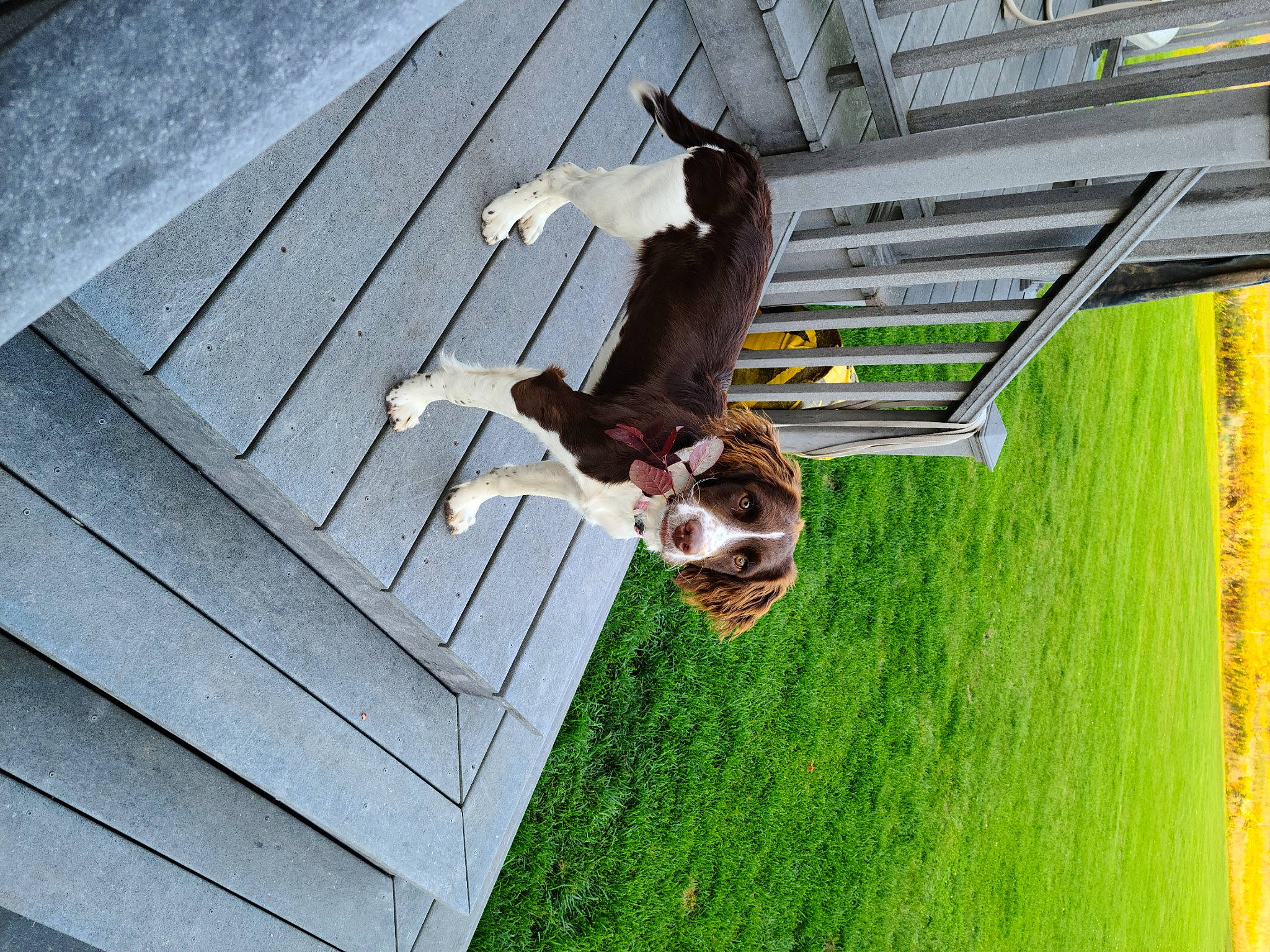 Shadow is registered to the contest to win money with this photo: building, canidae, carnivore, companion_dog, dog, dog_breed, fawn, grass, hardwood, house, leisure, mammal, pet_supply, plant, sporting_group, sunglasses, tail, tree, vertebrate, wood