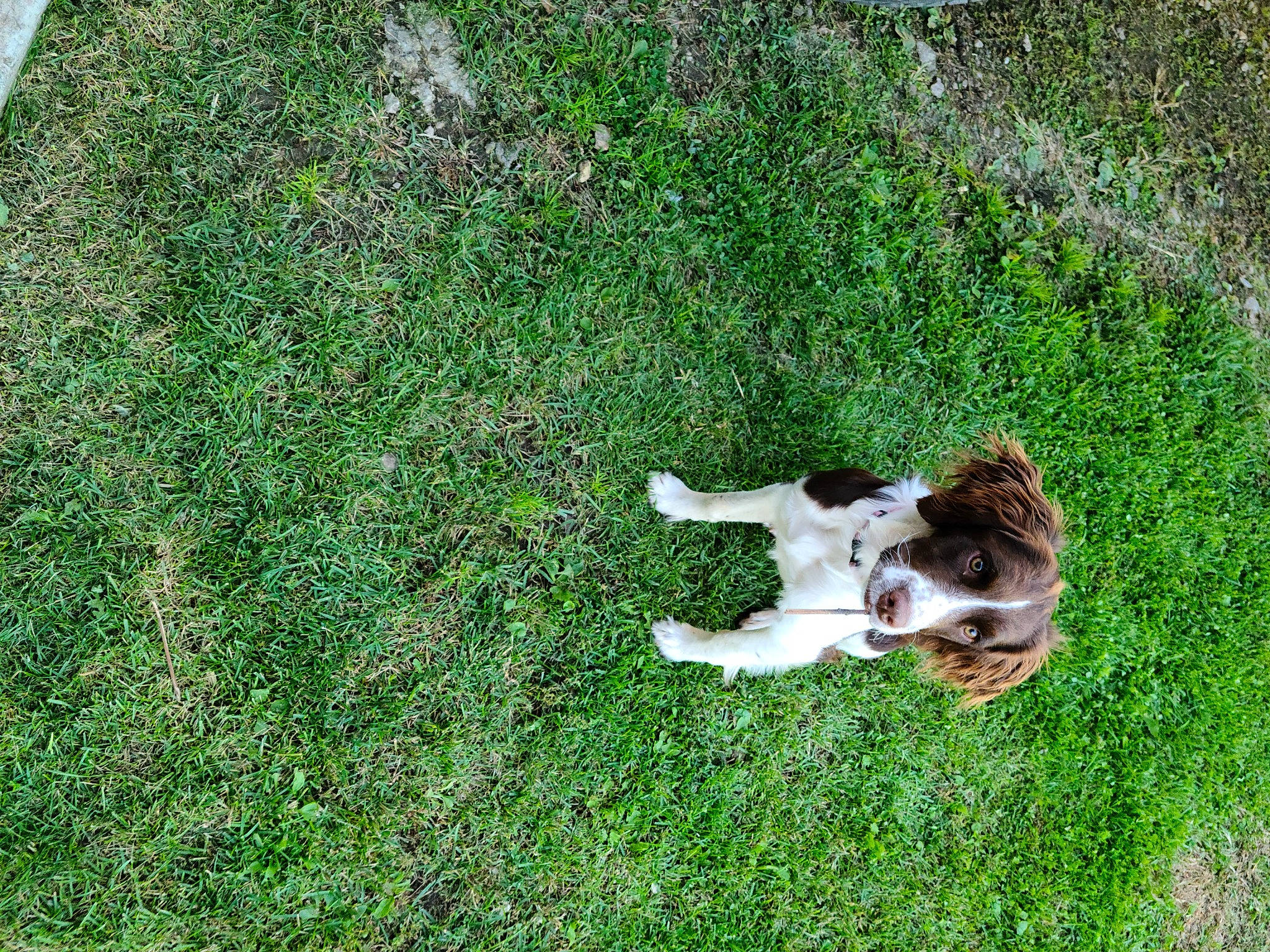 Shadow joined the competition — help win amazing prizes! canidae, carnivore, companion_dog, dog, dog_breed, fawn, flooring, grass, grass_family, grassland, groundcover, lawn, pasture, plant, soil, sporting_group, tail, terrestrial_animal