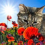 Isabella joined the competition — help win amazing prizes! cat, flower, poppy, sunlight, field, nature, outdoor, sky, plant, flora, greenery, bright, daytime, animal, pet, closeup, curious, colorful, summer, sunshine