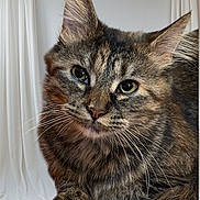 Isabella is registered to the contest to win money with this photo: cat, tabby, close_up, whiskers, green_eyes, pet, animal, feline, fur, portrait, indoor, resting, cute, soft_light, ears, face, paw, curious, domestic_cat, background